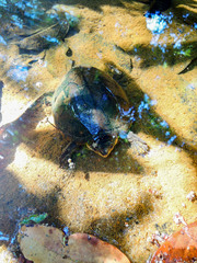 Kinosternon chimalhuaca