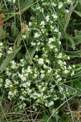 Asperula pusilla