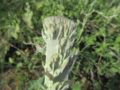 Calystegia macrostegia amplissima