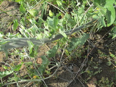 Calystegia macrostegia amplissima