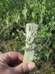 Calystegia macrostegia amplissima