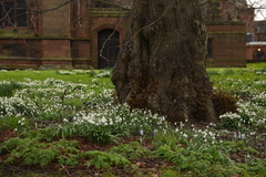 Galanthus nivalis