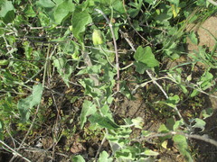 Calystegia macrostegia amplissima