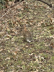 Sylvilagus floridanus