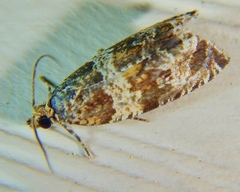 Olethreutes brevirostratum