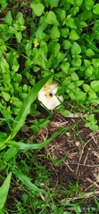 Lycoperdaceae
