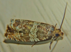 Olethreutes brevirostratum