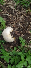 Lycoperdaceae