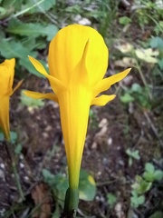 Narcissus obesus