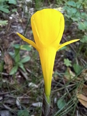 Narcissus obesus