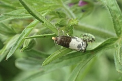 Notocelia cynosbatella