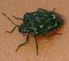Banasa euchlora