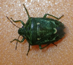 Banasa euchlora