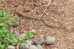 Psammophis