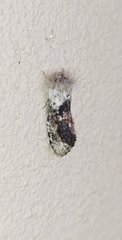 Lepidoptera