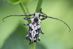 Steirastoma marmoratum