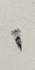 Lepidoptera