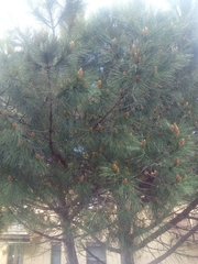 Pinus pinea