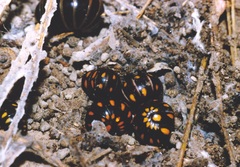 Glomeris guttata