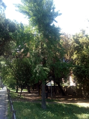Ginkgo biloba