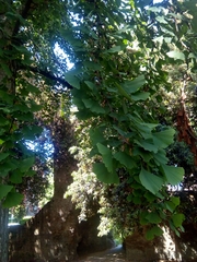 Ginkgo biloba