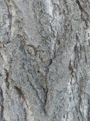 Ginkgo biloba
