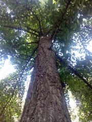Ginkgo biloba
