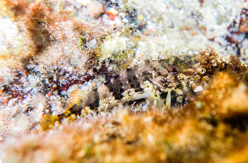 Fishgod Blenny
