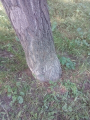 Ginkgo biloba