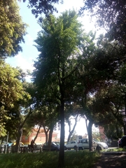 Ginkgo biloba