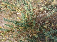 Suaeda pruinosa
