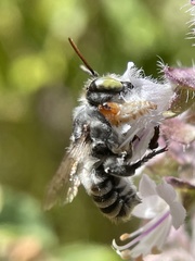Megachile macularis