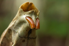 Cuniculus