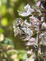 Megachile macularis