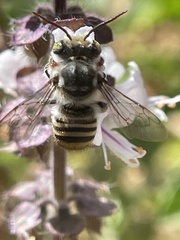 Megachile macularis