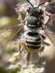 Megachile macularis