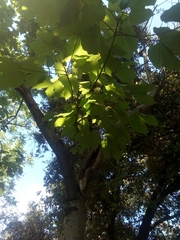 Firmiana simplex