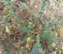 Suaeda pruinosa