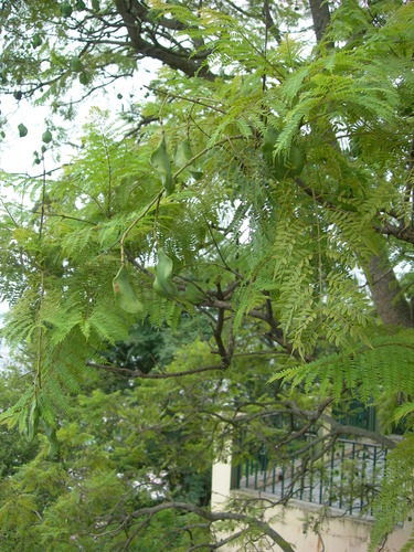 Jacaranda mimosifolia