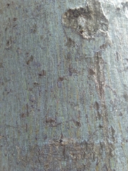 Firmiana simplex
