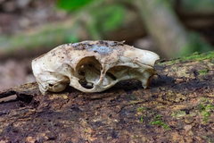 Cuniculus