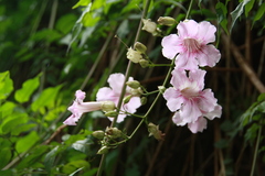 Podranea