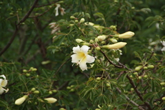 Ceiba chodatii