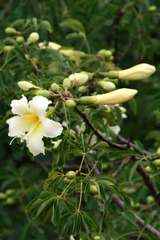 Ceiba chodatii