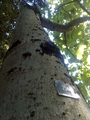 Firmiana simplex