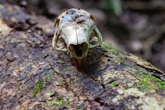 Cuniculus