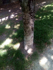 Firmiana simplex
