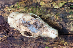 Cuniculus