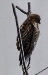 Buteo lineatus