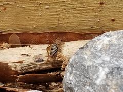 Neonemobius mormonius